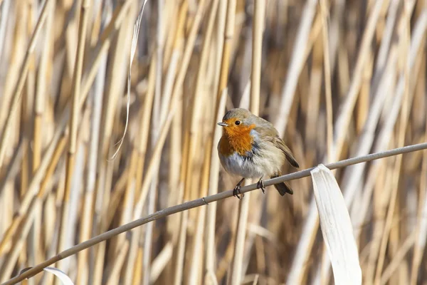 Joli Robin Des Oiseaux Nature Habitat Fond — Photo