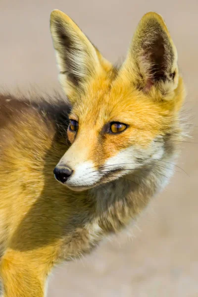 Niedlicher Fuchs Hintergrund Lebensraum Natur — Stockfoto