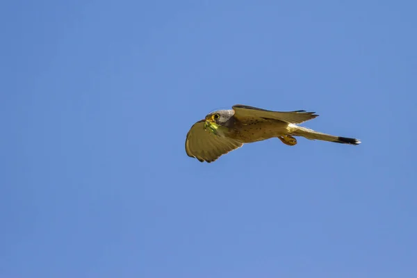 Vliegende Valk Met Hunt Blauwe Hemel Achtergrond Vogel Kleine Torenvalk — Stockfoto