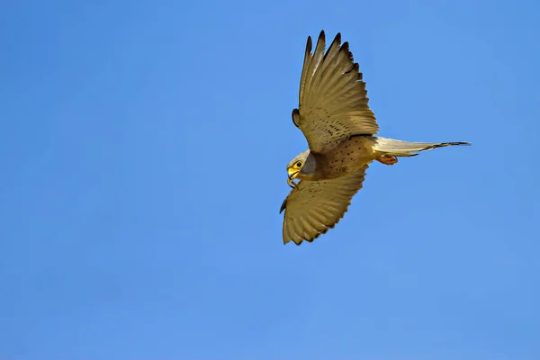 Falcão Voador Com Caça Fundo Azul Céu Pássaro Menos Kestrel — Fotografia de Stock