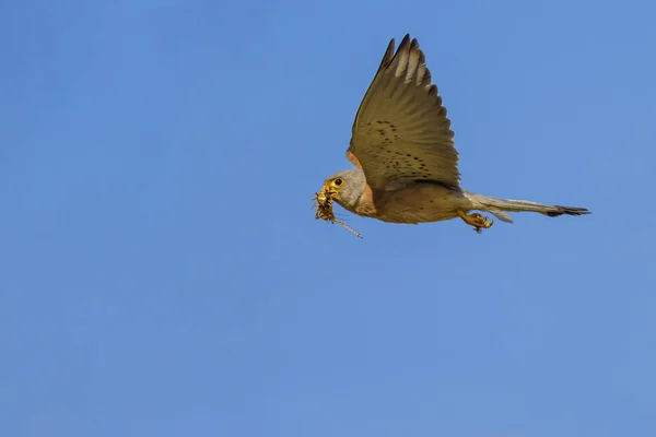 Vliegende Valk Met Hunt Blauwe Hemel Achtergrond Vogel Kleine Torenvalk — Stockfoto