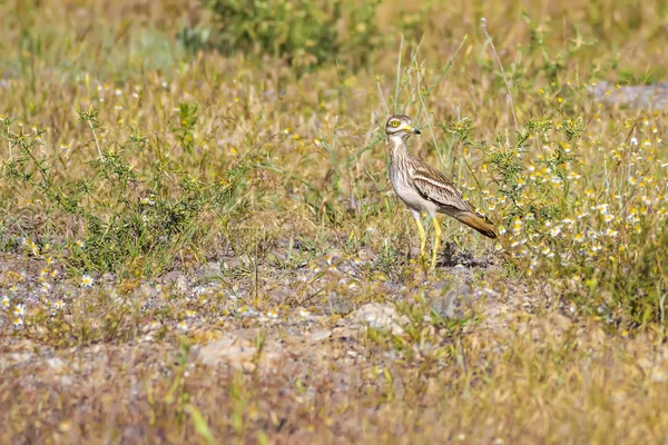 Naturaleza Aves Fondo Verde Amarillo Naturaleza Bird Eurasian Stone Curlew — Foto de Stock