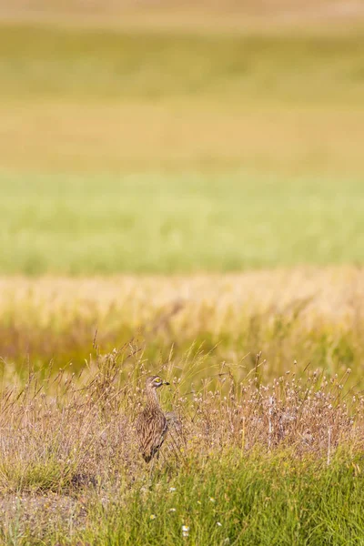 Doğa Kuş Sarı Yeşil Doğa Arka Plan Kuş Avrasya Taşı — Stok fotoğraf