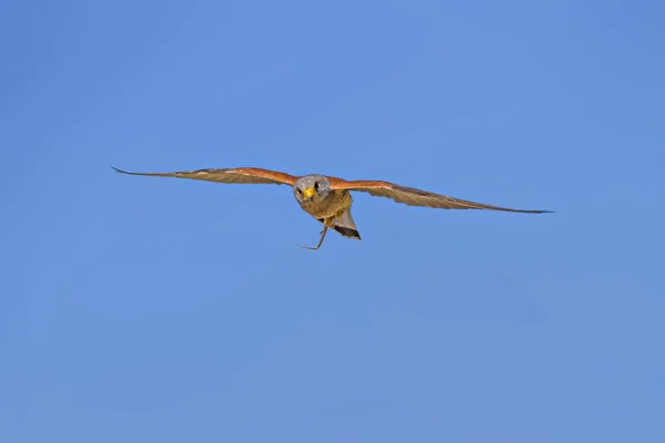 Falcão Voador Com Caça Fundo Azul Céu Pássaro Menos Kestrel — Fotografia de Stock