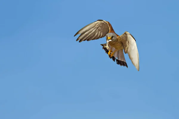 Falcão Voador Com Caça Fundo Azul Céu Pássaro Menos Kestrel — Fotografia de Stock