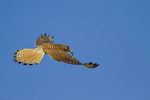 Летит Сокол Охотой Голубое Небо Лессер Кестрел Falco Nauchi — стоковое фото