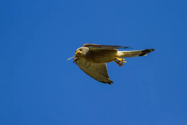 Halcón Volador Con Caza Fondo Cielo Azul Bird Lesser Kestrel — Foto de Stock