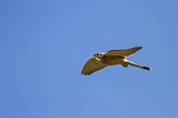 Vliegende Valk Met Hunt Blauwe Hemel Achtergrond Vogel Kleine Torenvalk — Stockfoto