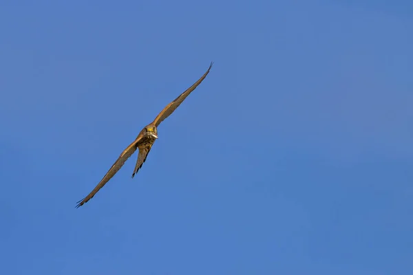 Ιπτάμενο Γεράκι Κυνήγι Φόντο Του Μπλε Ουρανού Γεράκι Μικρό Κέκελ — Φωτογραφία Αρχείου