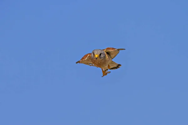 狩りで飛ぶハヤブサ 青空の背景 レッサー ケストレル ファルコ ナウマンニ — ストック写真