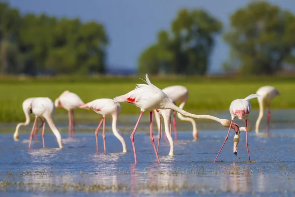 Colorful Bird Greater Flamingo Phoenicopterus Roseus Green Nature Water Background — Stock Photo, Image