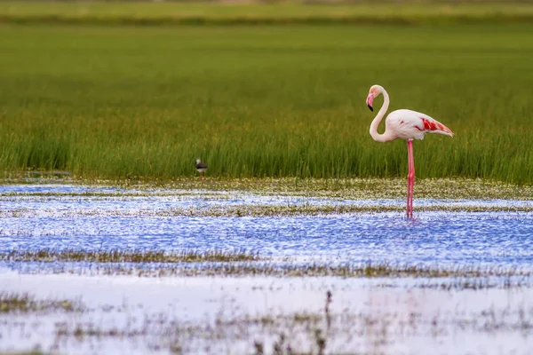 Colorido Pájaro Del Gran Flamenco Phoenicopterus Roseus Naturaleza Verde Fondo — Foto de Stock