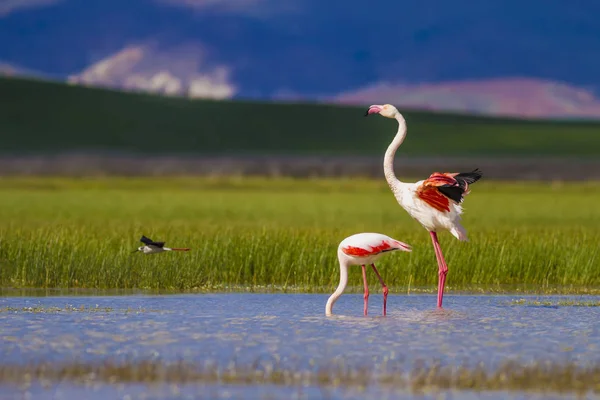 Красочная Птица Большой Фламинго Phoenicopterus Feneus Зеленая Природа Водный Фон — стоковое фото