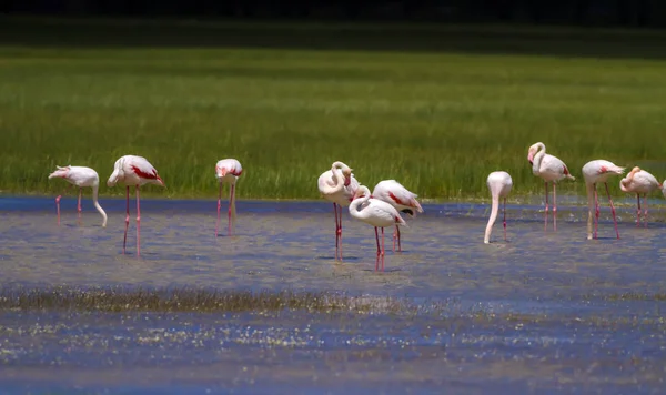 Renkli Kuş Büyük Flamingo Phoenicopterus Roseus Doğa Habitat Arka Plan — Stok fotoğraf