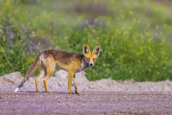 Cute Fox. Nature habitat background.