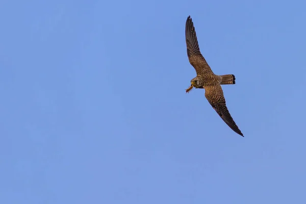 Falcão Voador Com Caça Fundo Azul Céu Pássaro Menos Kestrel — Fotografia de Stock