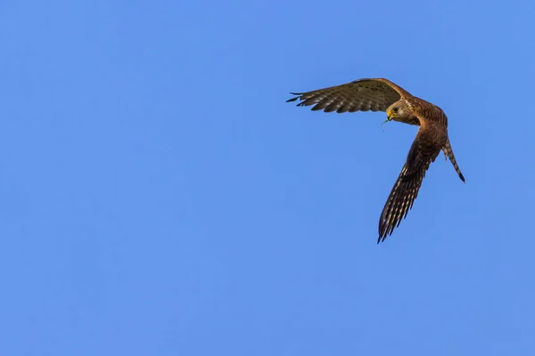 Vliegende Valk Met Hunt Blauwe Hemel Achtergrond Vogel Kleine Torenvalk — Stockfoto