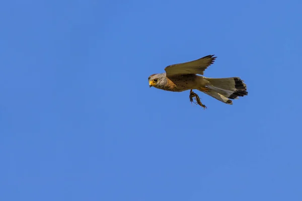 Vliegende Valk Met Hunt Blauwe Hemel Achtergrond Vogel Kleine Torenvalk — Stockfoto