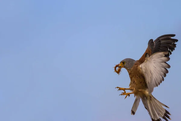 Fliegender Falke Mit Jagd Blauer Himmel Hintergrund Vogel Turmfalke Falco — Stockfoto