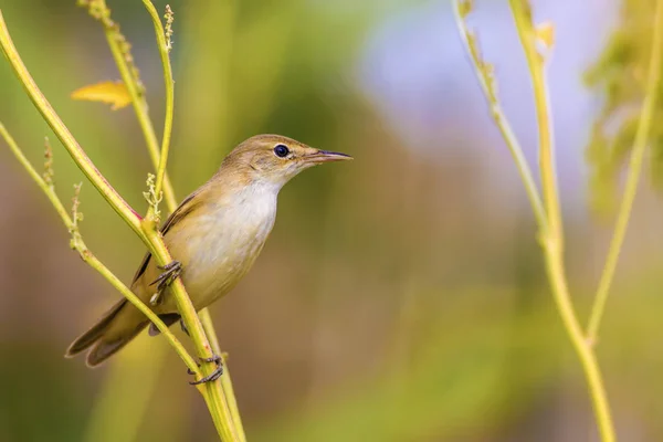 Natur Och Fåglar Natur Habitat Bakgrund — Stockfoto