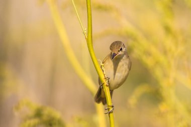 Doğa ve kuşlar. Doğa habitat arka plan.