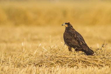 Hawk. Doğa arka planı. Batı Bataklık Harrier.