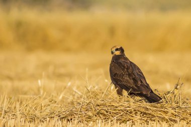 Hawk. Doğa arka planı. Batı Bataklık Harrier.