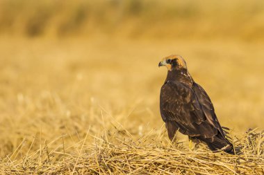 Hawk. Doğa arka planı. Batı Bataklık Harrier.
