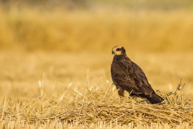 Hawk. Doğa arka planı. Batı Bataklık Harrier.