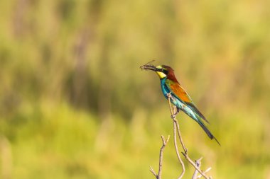 Renkli kuş. Doğa arka planı. Kuş: Avrupa Arı yiyici. Merops apiaster. 
