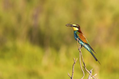 Renkli kuş. Doğa arka planı. Kuş: Avrupa Arı yiyici. Merops apiaster. 