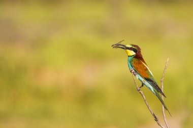 Renkli kuş. Doğa arka planı. Kuş: Avrupa Arı yiyici. Merops apiaster. 