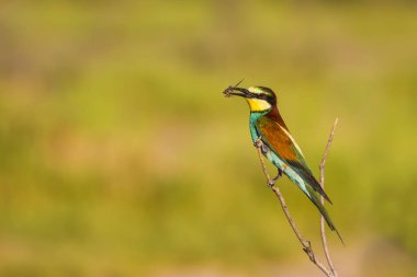 Renkli kuş. Doğa arka planı. Kuş: Avrupa Arı yiyici. Merops apiaster. 