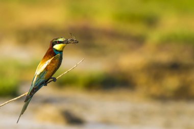 Renkli kuş. Doğa arka planı. Kuş: Avrupa Arı yiyici. Merops apiaster. 