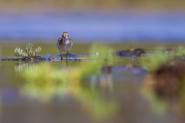 Sulak ve kuşlar. Renkli doğa habitat arka plan. 
