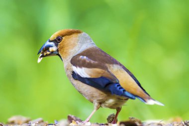 Sevimli küçük kuş Hawfinch. Hawfinch yerde besleniyor. Yeşil doğa arka planı. Kuş: Hawfinch. Coccothraustes coccothraustes.