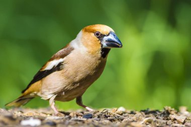 Sevimli küçük kuş Hawfinch. Hawfinch yerde besleniyor. Yeşil doğa arka planı. Kuş: Hawfinch. Coccothraustes coccothraustes.