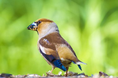 Sevimli küçük kuş Hawfinch. Hawfinch yerde besleniyor. Yeşil doğa arka planı. Kuş: Hawfinch. Coccothraustes coccothraustes.