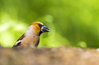 Sevimli küçük kuş Hawfinch. Hawfinch yerde besleniyor. Yeşil doğa arka planı. Kuş: Hawfinch. Coccothraustes coccothraustes.