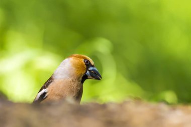 Sevimli küçük kuş Hawfinch. Hawfinch yerde besleniyor. Yeşil doğa arka planı. Kuş: Hawfinch. Coccothraustes coccothraustes.