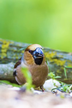 Sevimli küçük kuş Hawfinch. Hawfinch yerde besleniyor. Yeşil doğa arka planı. Kuş: Hawfinch. Coccothraustes coccothraustes.