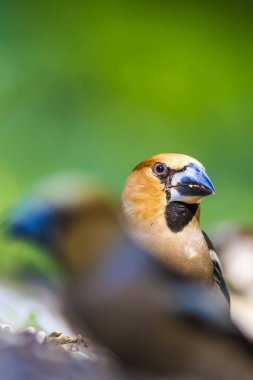 Sevimli küçük kuş Hawfinch. Hawfinch yerde besleniyor. Yeşil doğa arka planı. Kuş: Hawfinch. Coccothraustes coccothraustes.