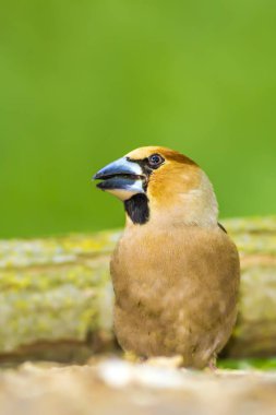 Sevimli küçük kuş Hawfinch. Hawfinch yerde besleniyor. Yeşil doğa arka planı. Kuş: Hawfinch. Coccothraustes coccothraustes.
