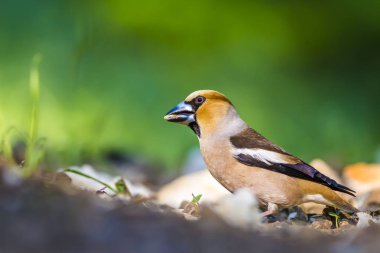 Sevimli küçük kuş Hawfinch. Hawfinch yerde besleniyor. Yeşil doğa arka planı. Kuş: Hawfinch. Coccothraustes coccothraustes.