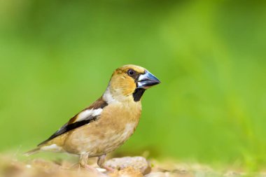 Sevimli küçük kuş Hawfinch. Hawfinch yerde besleniyor. Yeşil doğa arka planı. Kuş: Hawfinch. Coccothraustes coccothraustes.