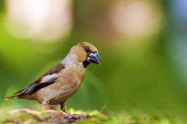 Sevimli küçük kuş Hawfinch. Hawfinch yerde besleniyor. Yeşil doğa arka planı. Kuş: Hawfinch. Coccothraustes coccothraustes.