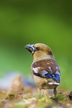 Sevimli küçük kuş Hawfinch. Hawfinch yerde besleniyor. Yeşil doğa arka planı. Kuş: Hawfinch. Coccothraustes coccothraustes.