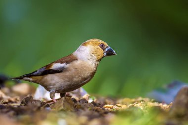 Sevimli küçük kuş Hawfinch. Hawfinch yerde besleniyor. Yeşil doğa arka planı. Kuş: Hawfinch. Coccothraustes coccothraustes.