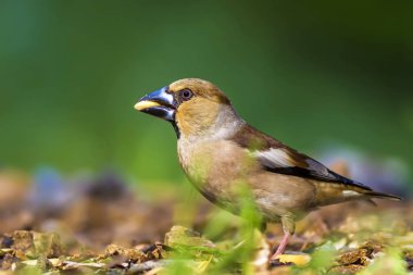Sevimli küçük kuş Hawfinch. Hawfinch yerde besleniyor. Yeşil doğa arka planı. Kuş: Hawfinch. Coccothraustes coccothraustes.