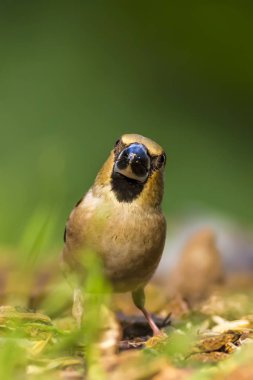 Sevimli küçük kuş Hawfinch. Hawfinch yerde besleniyor. Yeşil doğa arka planı. Kuş: Hawfinch. Coccothraustes coccothraustes.